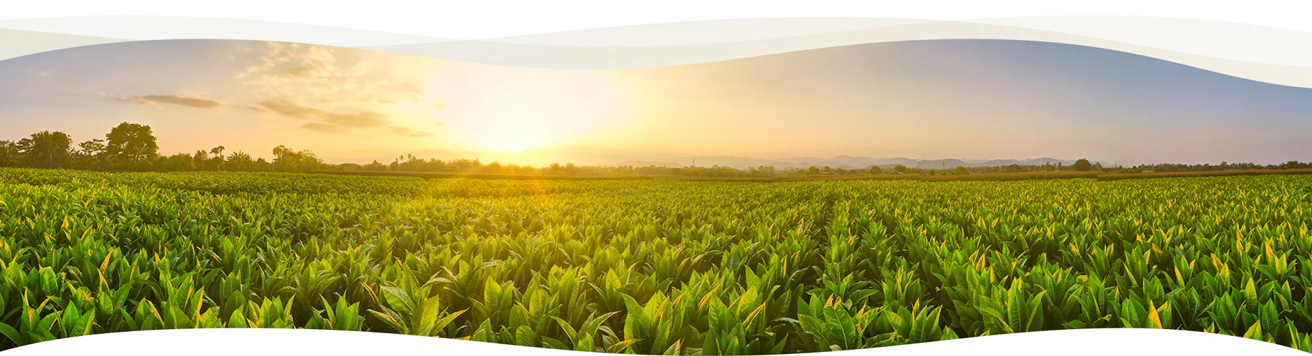 Especialista en servicios agrícolas en Quero