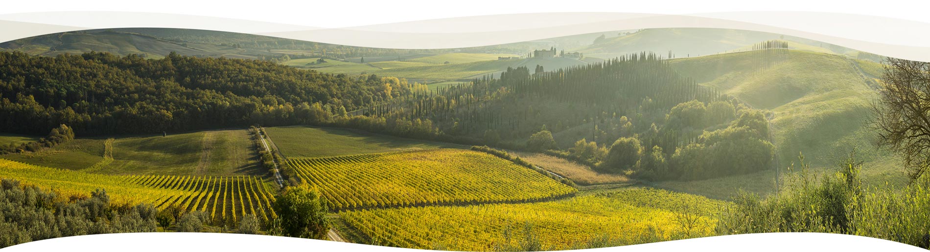 Conoce nuestros servicios agrícolas en Quero